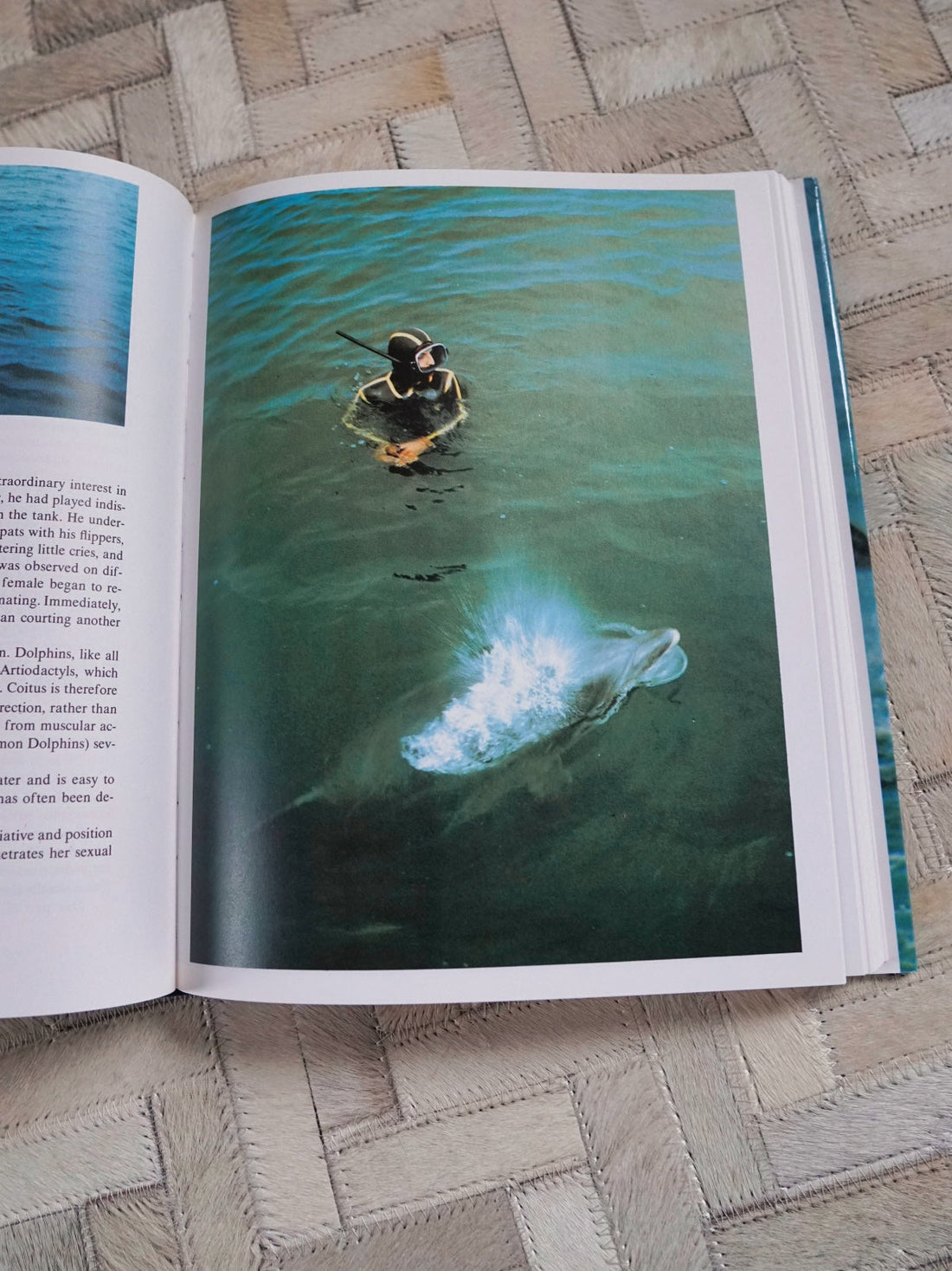 80's Dolphin Ocean Photo Book-closiTherapi | vinTage