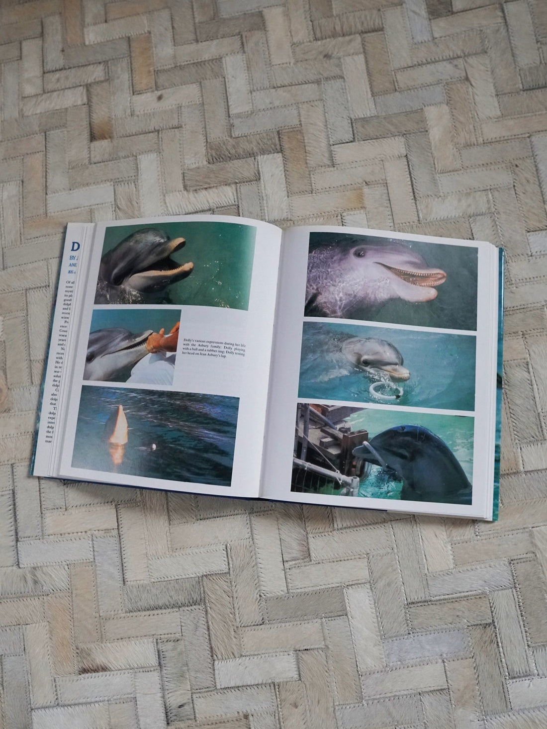 80's Dolphin Ocean Photo Book-closiTherapi | vinTage